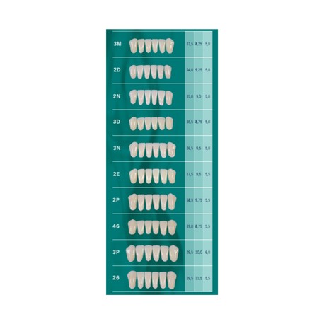 Tablilla Dientes Biotone Anteriores Inferiores 6pz Dentsply